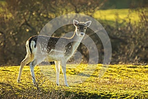 Wild fallow deer fawn Dama Dama