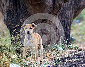 Wild farm dog looking straight on camera