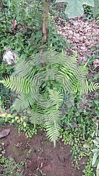 Wild farn in jungle under a tree