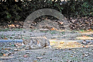 Wild fat cat walks in the forest of Seoul, South Korea