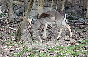 Wild fawn in love in a green glade in an autumnal park