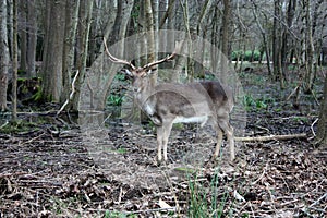 Wild fawn in love in a green glade in an autumnal park