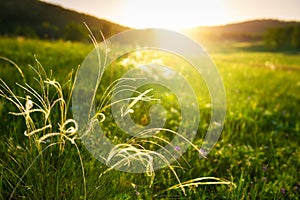 Wild feather grass on the green forest meadow at sunset