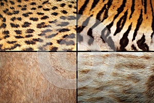 Wild felines fur collection