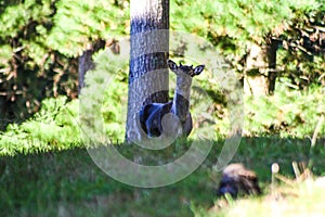 Wild Fellow deer in a forst in New Zealand