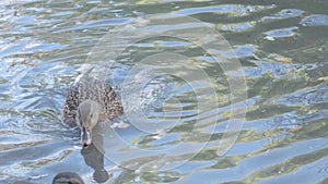 wild femail mallard ducks ( anas platyrhynchos) swimming in the beautiful pond at autumn day. close up. wild life