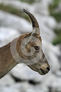 Wild female alpine ibex - steinbock portrait