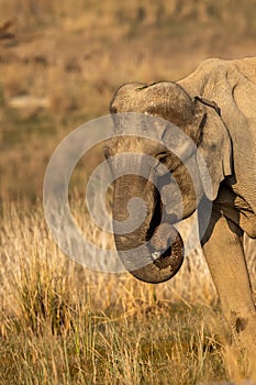 wild female asian elephant or Elephas maximus indicus face closeup at dhikala zone of jim corbett national park uttarakhand india