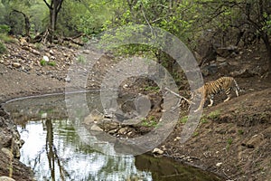 wild female bengal tiger or panthera tigris coming to waterhole for quenching her thirst in hot summer season evening safari at