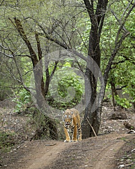 wild female bengal tiger or panthera tigris a showstopper walking head on safari track road in morning territory stroll natural