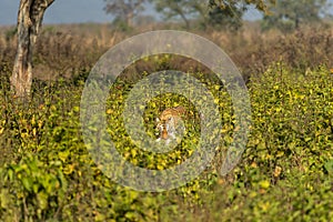 wild female bengal tiger or panthera tigris with spotted deer or chital kill neck in jaws mouth with eye contact in natural green