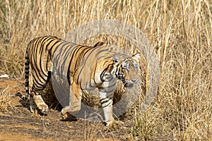 wild female bengal tiger or panthera tigris or tigress side profile walking in her territory in dry hot summer season safari at