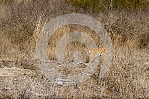 Wild female bengal tiger or panthera tigris tigris on prowl in grassland of dhikala zone of jim corbett national park or tiger