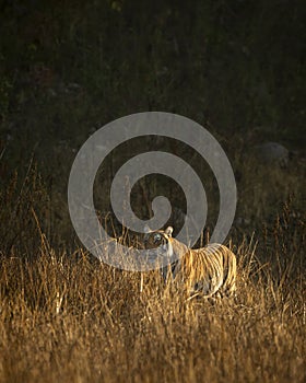 wild female bengal tiger or panthera tigris tigris prowl head on in grassland of dhikala zone of jim corbett national park forest