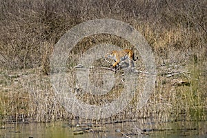 Wild female bengal tiger on prowl for hunt in grassland of dhikala jim corbett national park or tiger reserve uttarakhand india