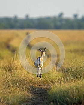 wild female blackbuck or antilope cervicapra or Indian antelope back profile with high jump in air in winter evening golden hour
