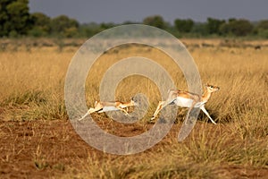 wild female blackbuck or antilope cervicapra or Indian antelope with her baby or fawn running in grassland of velavadar national