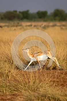 wild female blackbuck or antilope cervicapra or Indian antelope running in grassland of velavadar national park gujrat india asia