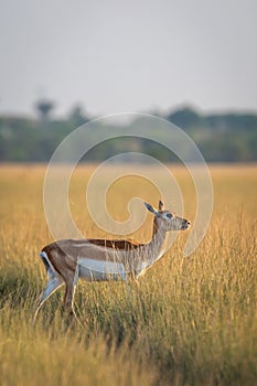 wild female blackbuck or antilope cervicapra or Indian antelope side profile photo