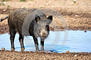 Wild female boar having bath into water and mud