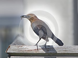 Wild female boat-tailed grackle Quiscalus major