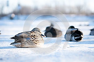 Wild female duck with her flock resting on delicate snow