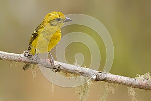 Flame-colored Tanager