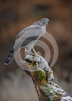 Wild female goshawk on a rabbit