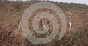 Wild female lion resting under a bush in the Serengeti National Park