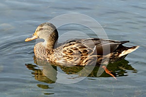 Wild female mallard duck