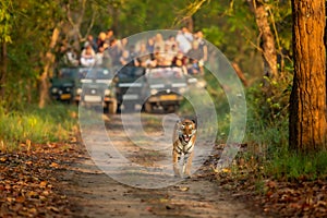 wild female mother tiger panthera tigris face expression calling her missing cubs giving stress call and blurred safari vehicles