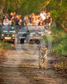 wild female mother tiger panthera tigris face expression calling her missing cubs giving stress call and blurred safari vehicles