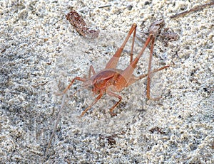 Wild female Palmetto Conehead Katydid Belocephalus sabalis