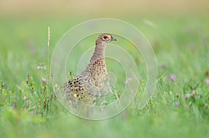 Wild female pheasant standing in a grass