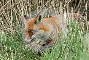 A wild female Red Fox, Vulpes vulpes, licking its lips whilst hunting in the long grass in a field.