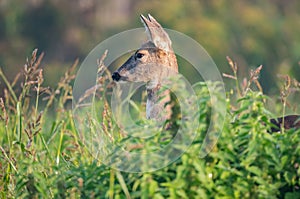 Wild female roe deer hiding behind high grass
