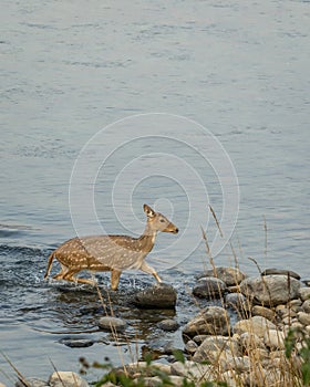 wild female spotted deer or chital or axis deer crossing ramganga river blue water in winter season during safari at dhikala jim