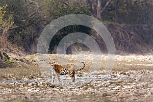 Wild female tiger, Bardia National Park, Nepal photo