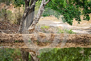 Wild female tiger cub resting in nature green background near water body in summer season. Apex predator of indian forest