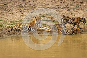 wild female tiger or mother tigress or panthera tigris in motherhood days with three new born cubs near natural waterhole in hot