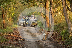 wild female tiger or panthera tigris a showstopper head on road in morning territory stroll and blurred safari vehicles tourist in