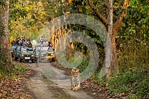 wild female tiger or panthera tigris a showstopper on morning stroll in her territory and blurred safari vehicles tourist in