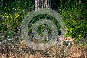 Wild female tiger or tigress with eye contact on morning stroll in natural green background in foothills of himalaya or corbett