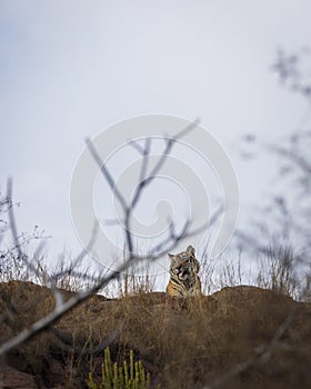 wild female tiger or tigress or panthera tigris sitting on top of the hill or mountain edge with tongue out face expression