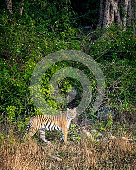 Wild female tiger or tigress or panthera tigris tigris with eye contact on morning stroll in natural green background from