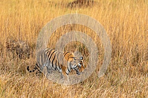 Wild female tiger walking in kanha forest for territory marking at kanha national park or tiger reserve, madhya pradesh, india