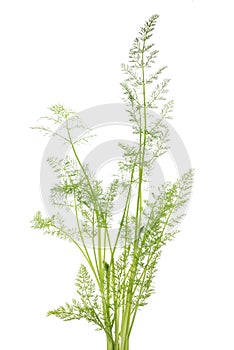 Wild fennel