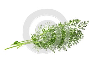 Wild fennel