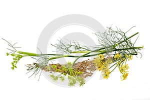 Wild fennel