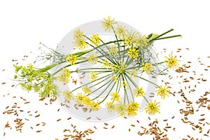 Wild fennel